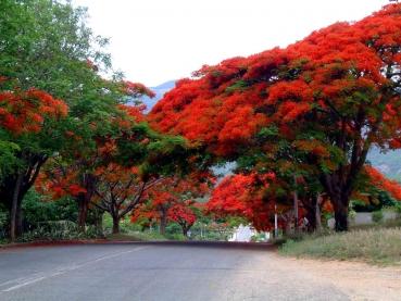 Flammenbaum, SELTENE rote PRACHTBLÜTE, exotische Pflanze, 5 Samen