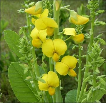Crotalaria juncea, schöne gelbe Blühte, 20 Blumensamen, Sämereien