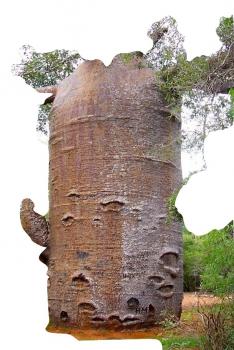 Adansonia digitata,BAOBAB,BONSAI, affenbrotbaum pflege, 5 Samen
