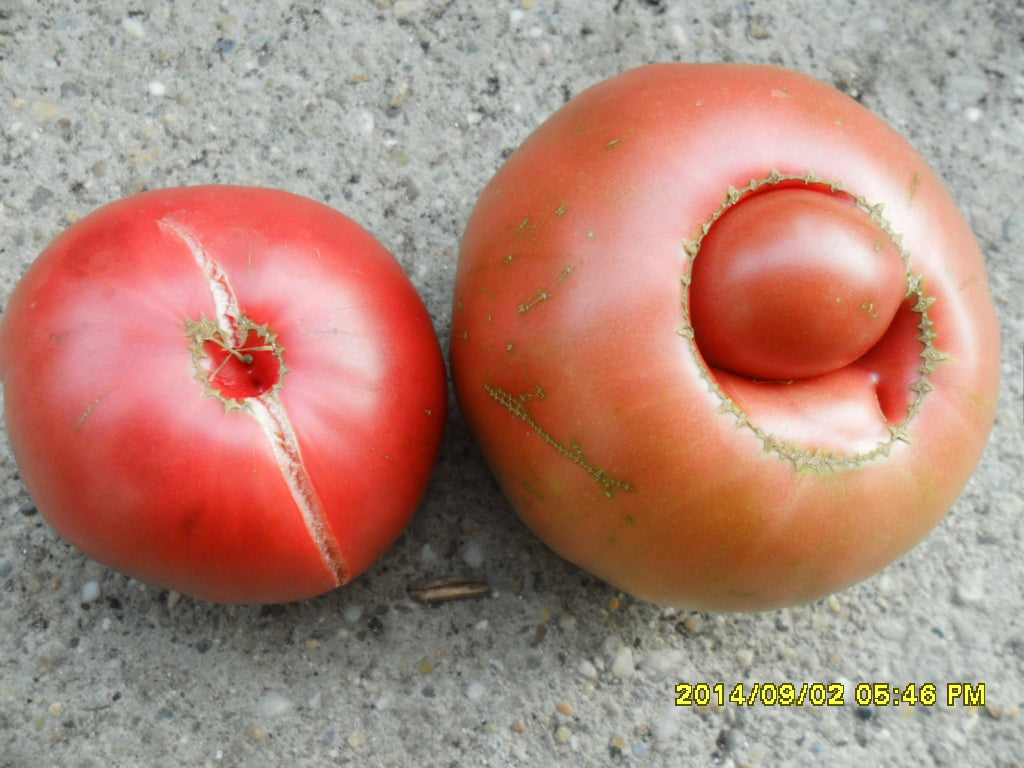 Ungarische Samen Tomate "Black Russian"alte sibirische Sorte samenfest