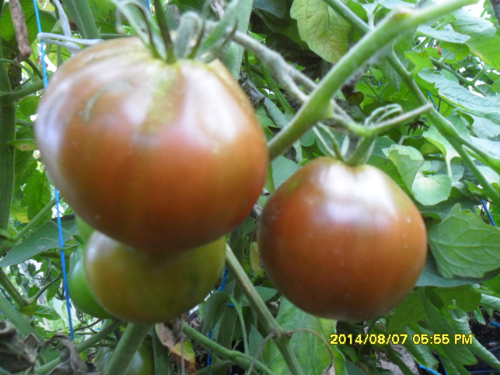 Ungarische Samen Tomate "Black from Tula"alte russische Sorte, samenfest