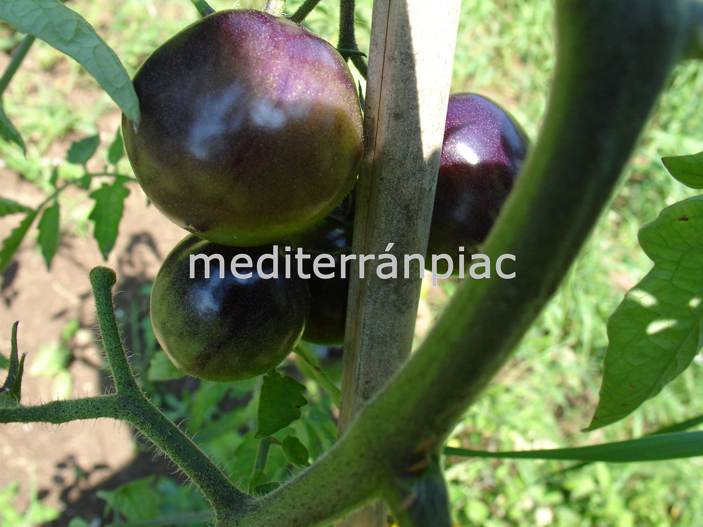 Bosque Blue Tomate, blaue Tomaten, sehr fruchtig, samenfest, 10 Samen alte Gemüsesorten