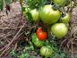 MOBIL, große Fleischtomate, reicher Ertrag, 20 Samen