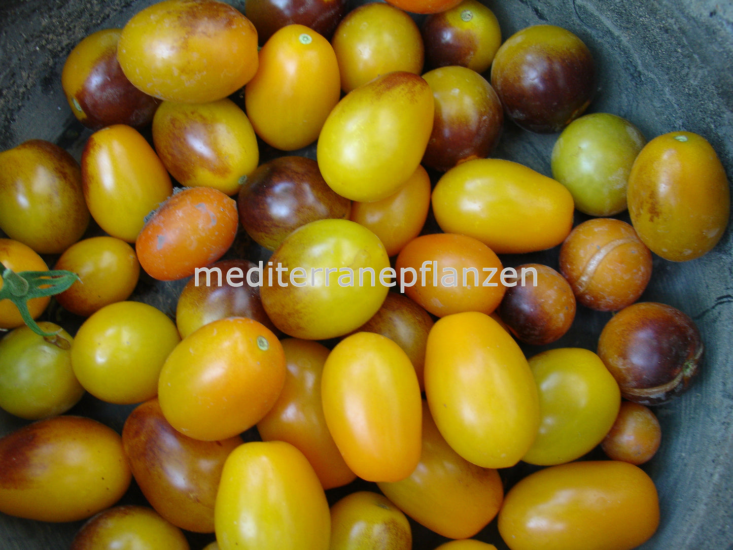 INDIGO KUMQUAT, lecker erfrischend, samenfest, lila Tomate, Bio tomatensamen, saatgut, alte gemüsesorten, tomatensamen kaufen
