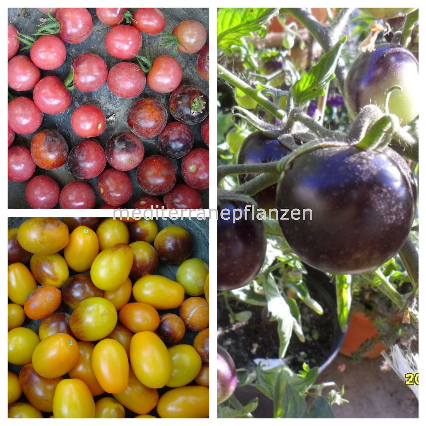 INDIGO SET, Indigo Rose, Cherry Drops, Kumquat, 60 Samen, samenfest, flaschentomaten, lila Tomate, Bio tomatensamen, saatgut, alte gemüsesorten, tomatensamen kaufen