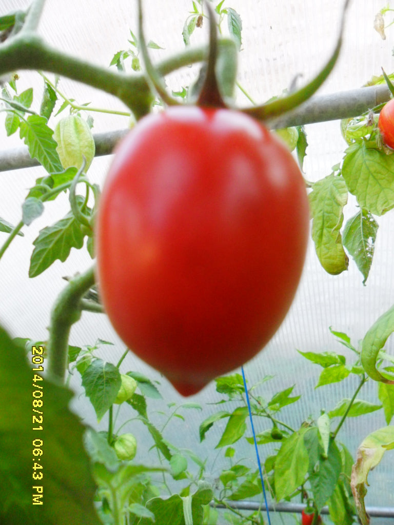 Ungarische Mini-Ochsenherz Tomate, samenfest, volles Aroma