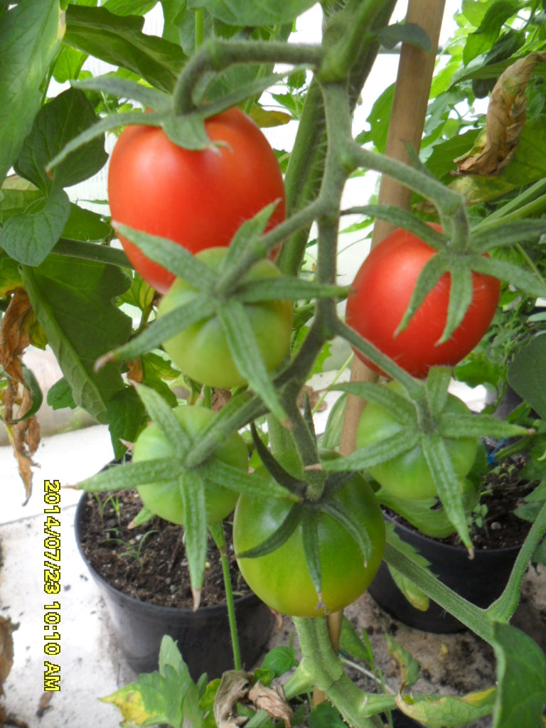 Ungarische Mini-Ochsenherz Tomate, samenfest, volles Aroma