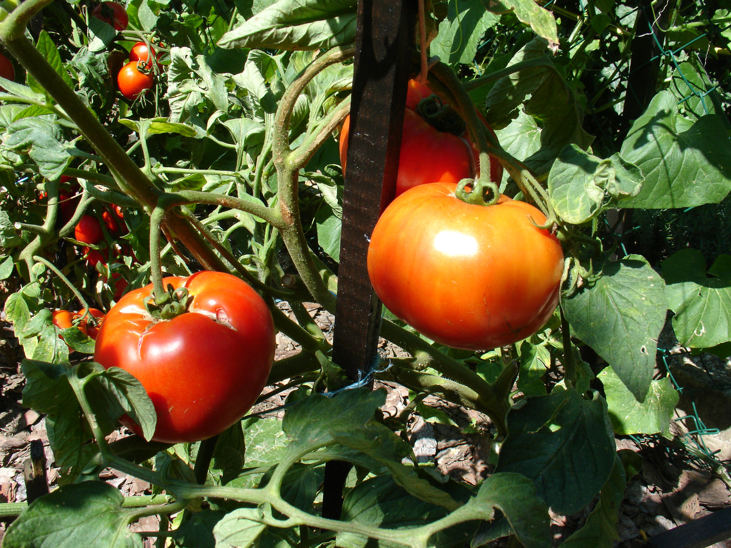 Sorte "Moskvich",Tomate, frühe kältetolerante Sorte mit vollem Geschmack, samenfest