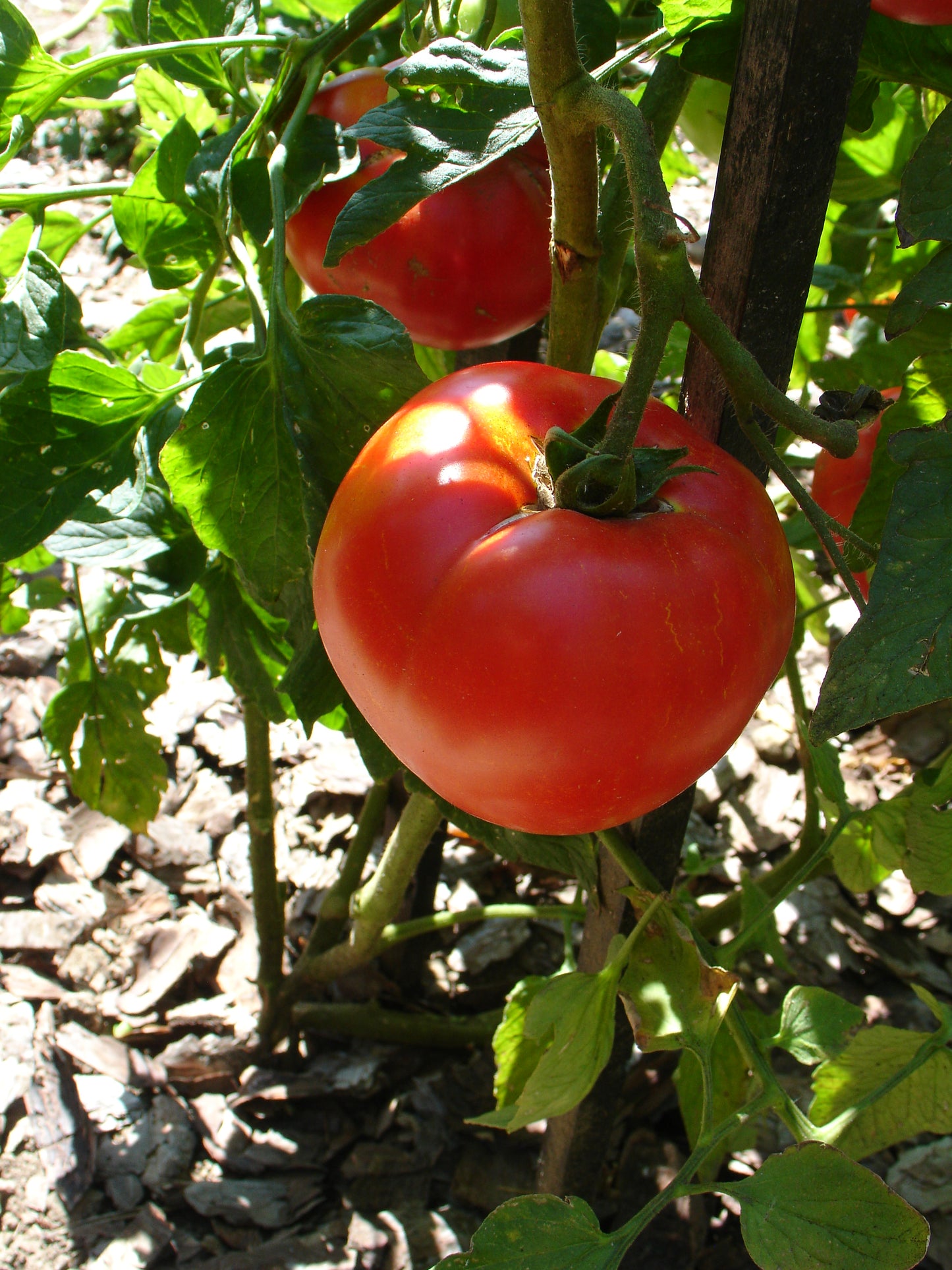 Sorte "Moskvich",Tomate, frühe kältetolerante Sorte mit vollem Geschmack, samenfest