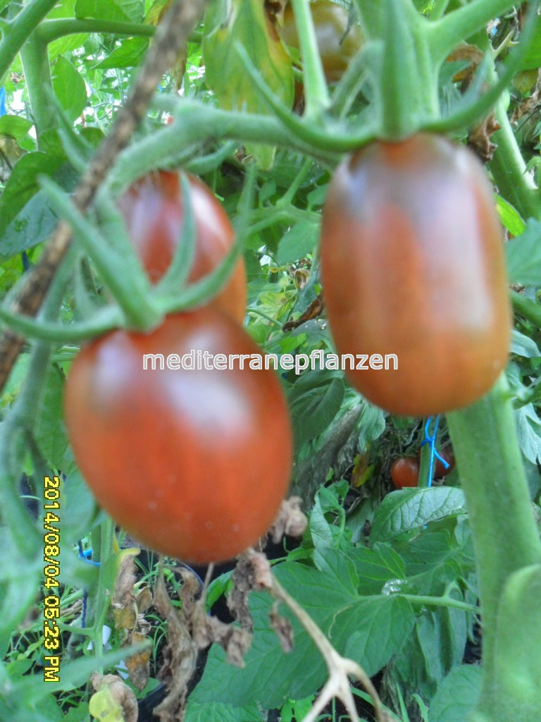 Ungarische Samen Tomate "Pfirsich-Tomate" samenfest