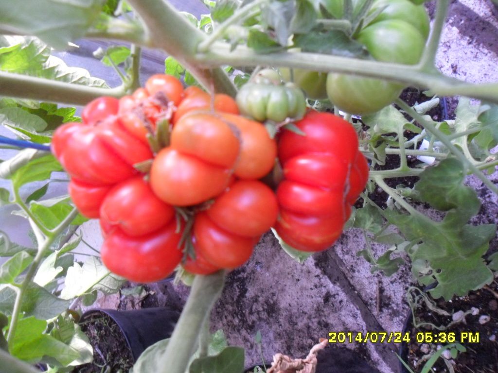 Reise-Siebenbürgen Tomate, selten starke Form u. Grösse! samenfest, Bio tomatensamen, saatgut, alte gemüsesorten, tomatensamen kaufen