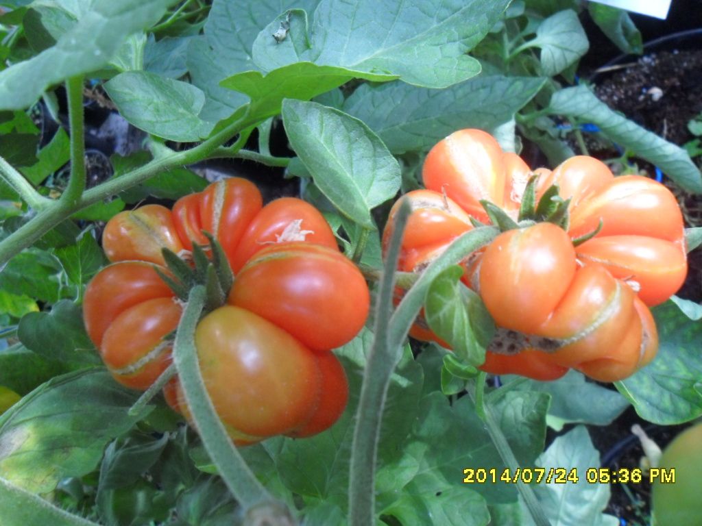 Reise-Siebenbürgen Tomate, selten starke Form u. Grösse! samenfest, Bio tomatensamen, saatgut, alte gemüsesorten, tomatensamen kaufen