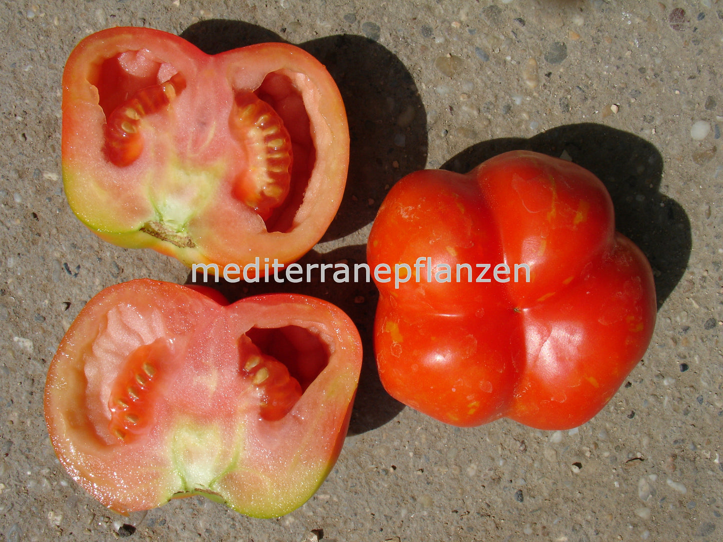 Ungarische Samen Tomate "Striped Cavern",die Paprikatomate, samenfest, alte Gemüsesorten, Tomatensamen kaufen