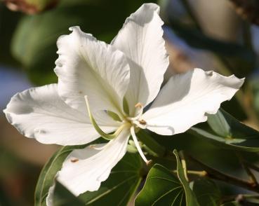 Bauhinia Racemosa, Orchideenbaum, weisse rasant blühende Bauhinia-Art, 10 Blumensamen