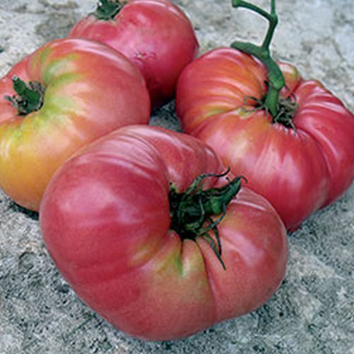 Ungarische Samen Tomate "Beafsteak XXL" extra gross und knackig,samenfest, 20 Samen