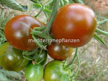 Ungarische Samen Prinz tschernij tomate, dunkle Sorte Sorte samenfest, Bio tomatensamen, saatgut, alte gemüsesorten, tomatensamen kaufen