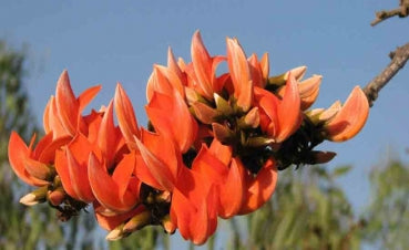 Butea monosperma,Lackbaum, rote feurige Prachtbühte, 10 Blumensamen