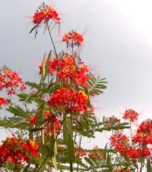 Caesalpinia pulcherrima, ROT, Pfauenstrauch, Stolz von Barbados,10 Blumensamen