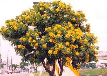 Cassia leptophylla, seltene gelbblühende Art, 10 Blumensamen, Sämereien