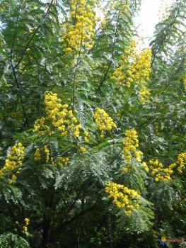 Cassia Siamea, Senna, Kassodbaum, gelbbühende Cassia, 30 Blumensamen, Sämereien