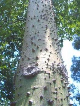 Chorisia Speciosa, Ceiba speciosa, Wollbaum, 10 Baumsamen