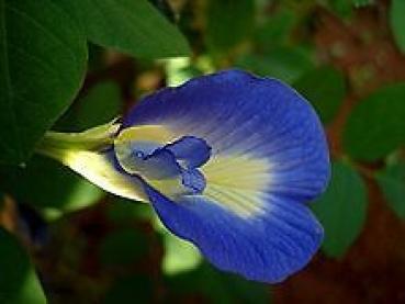 Clitoria Ternatea, Schmetterlingserbse, Schamblume, 10 Blumensamen