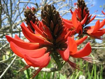 Erythrina Arborescens, Baum Erythrina, rote leuchtende Blühte, 5 Samen