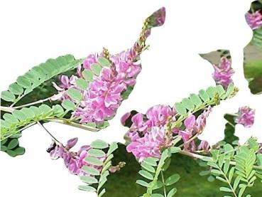 Indigofera tinctoria, Indigopflanze, seltene Pflanzen, 30 Samen