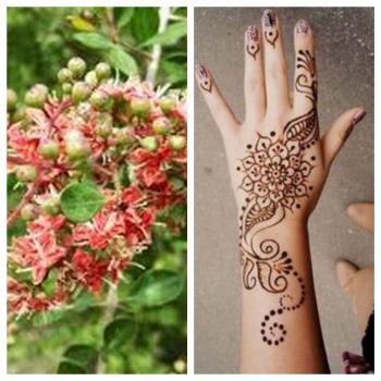Lawsonia inermis, Henna, schöne Blühte, 50 Samen