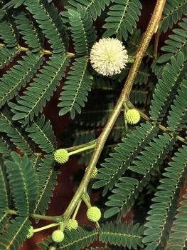 Leucaena leucocephala, Weisskopf-Mimose,weißkopfmimose, 25 Samen