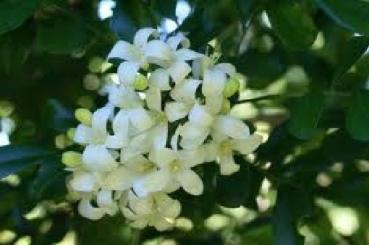 Murraya paniculata, Orangenjasmin, 10 Samen, duftend u. selten
