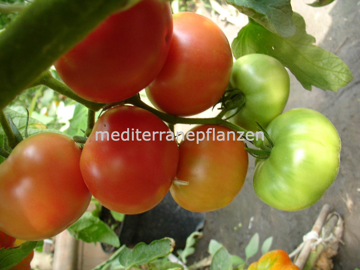 Ungarische Samen Tomate "Pink Grapefruit", frischer Geschmack, alte Gemüsesorten, Tomatensamen kaufen