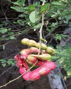 MANILLA TAMARIND, Pithecellobium Dulce, 10 Samen