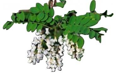 Robinia Pseudoacacia, niedrige Korkenzieherrobinie, 20 Samen