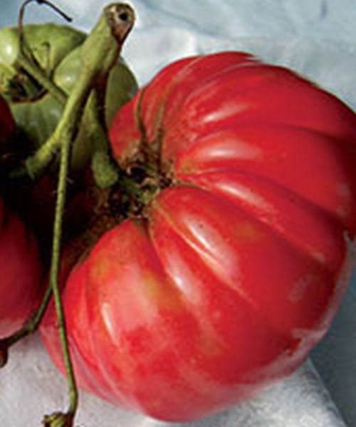 Soldacki, historische polnische Fleischtomate, samenfest, sehr grosse Früchte, samenfest, Bio tomatensamen, saatgut, alte gemüsesorten, tomatensamen kaufen, fleischtomaten