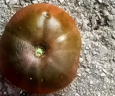 Turks muts, Tomate, samenfest