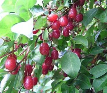 Elaeagnus Multiflora, tropischer Fruchtbaum, exotische Samen, Saatgut, winterhart, aus Früchten eigene Marmelade und Schnaps machen, 10 Samen