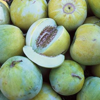 Hungarian small apple melon, extra sweet flavor, 90 days, 10 seeds