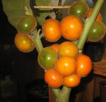 Solanum quitoense - Naranjilla , Lulo, kaum erhältliche Früchte, lecker, 10 Samen