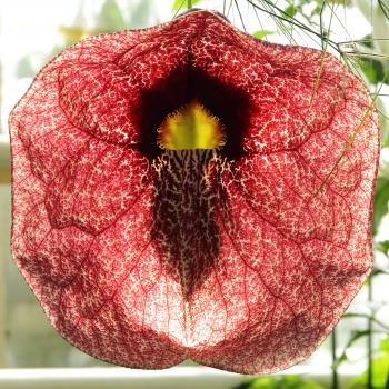 Buy Aristolochia gigantea, ghost plant, 10 seeds