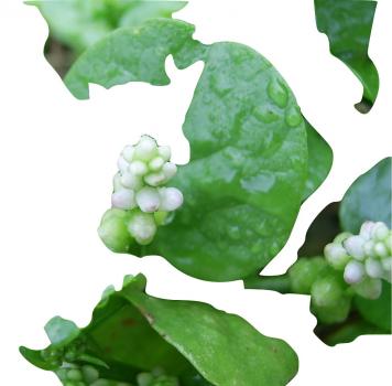 Basella alba, Indian Cylon Spinach, annual climbing plants, 10 seeds