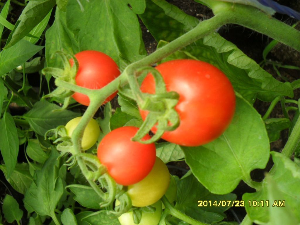 Frühe, wettertolerante ungarische Bauern Cocktail Tomate, alte Gemüsesorten