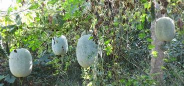 Melon seeds Benincasa hispida, wax melon, winter melon, Chinese watermelon, 10 seeds