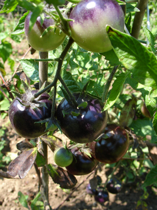 Bosque Blue Tomate, blaue Tomaten, sehr fruchtig, samenfest, 10 Samen alte Gemüsesorten