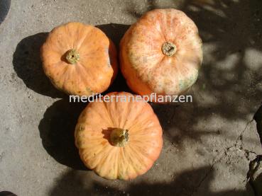 Hungarian butter pumpkin, edible pumpkin, pumpkin seeds ideal for baking, long shelf life, seed-proof from our farm, 5 seeds