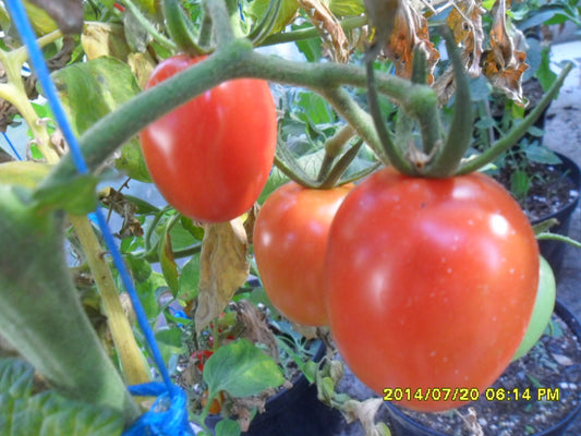 Cherry Romantika, extremer Tomaten Ertrag-Genuss! alte Gemüsesorten, samenfest