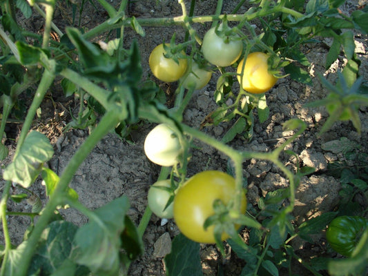 Ungarische Samen Tomate "Creme Zitronen Tomate", süsses Aroma, mittelgross