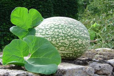 Cucurbita ficifolia, Feigenblatt Kürbis, 10 Samen