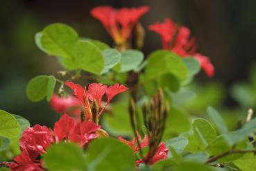 BAUHINIA Galpinii, Roter ORCHIDEENBAUM, Stolz des Kaps , Blumensamen, 10 Samen