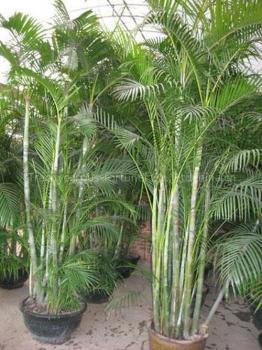 Dypsis Lutescens, 10 Samen